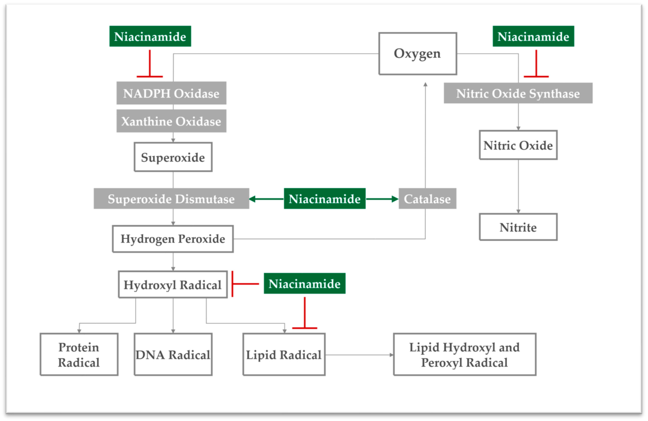 Finding the right niacinamide concentration in ampoules