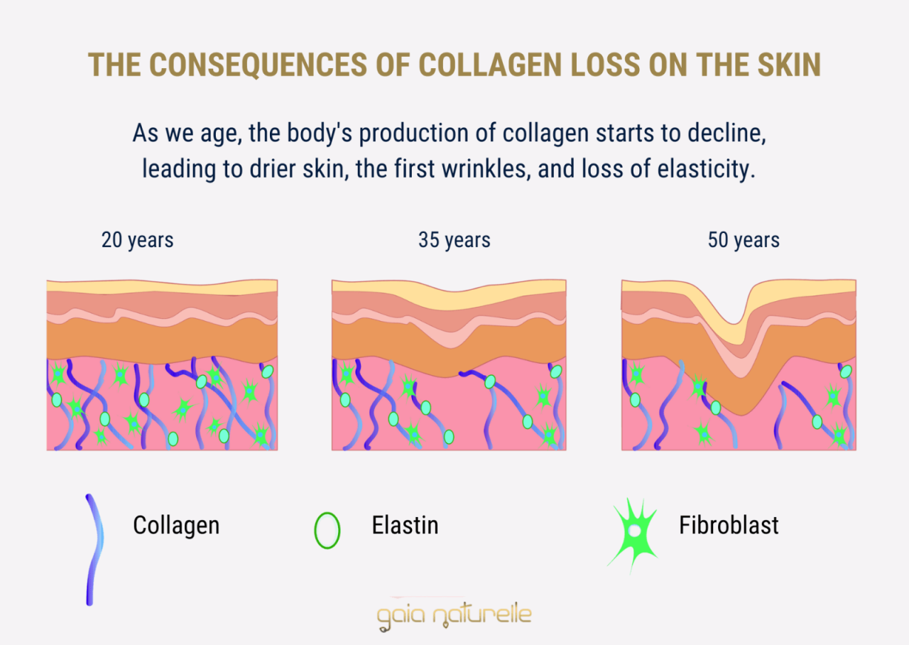 Is collagen effective for weight loss and muscle building