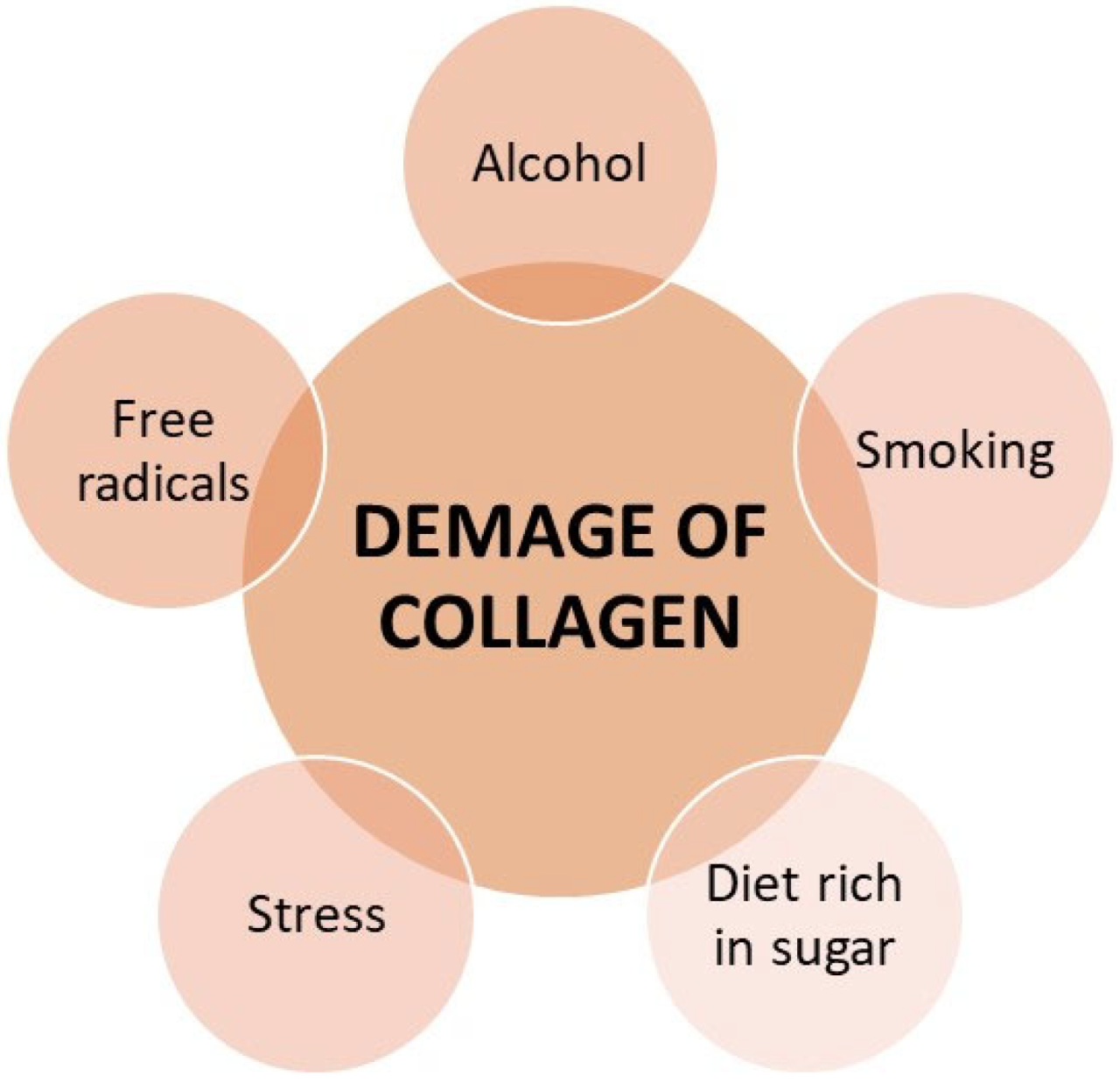 The science behind collagen and its benefits for the body