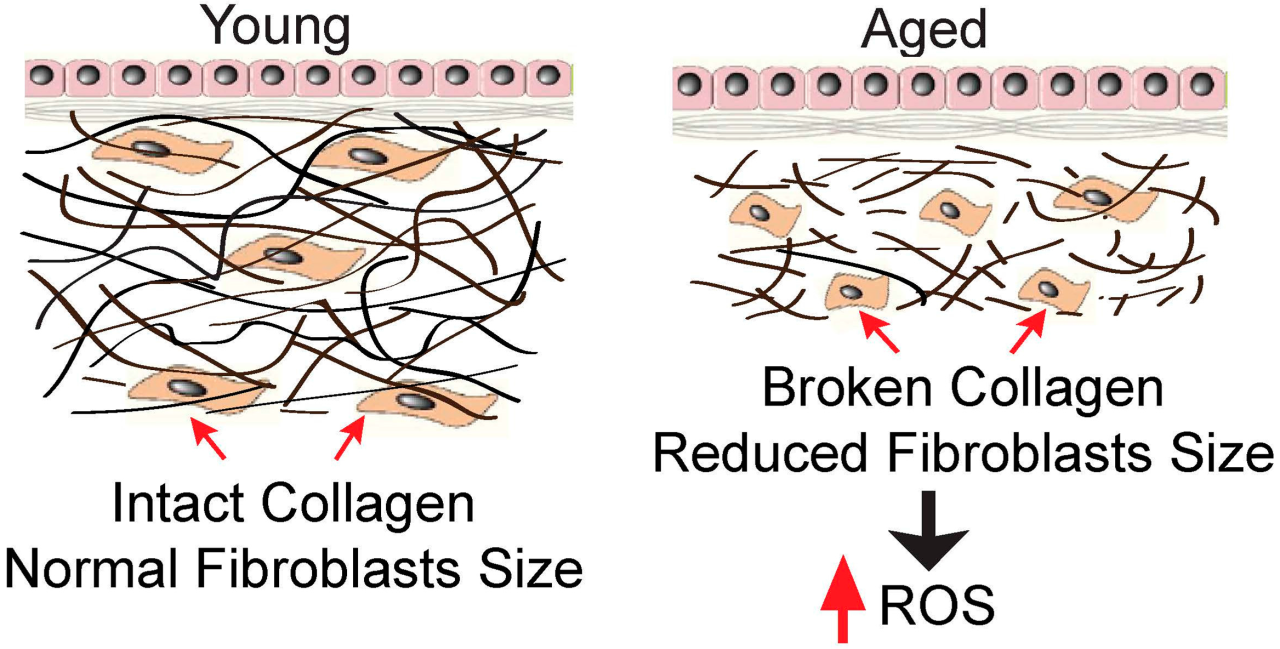 Collagen production and its role in aging process
